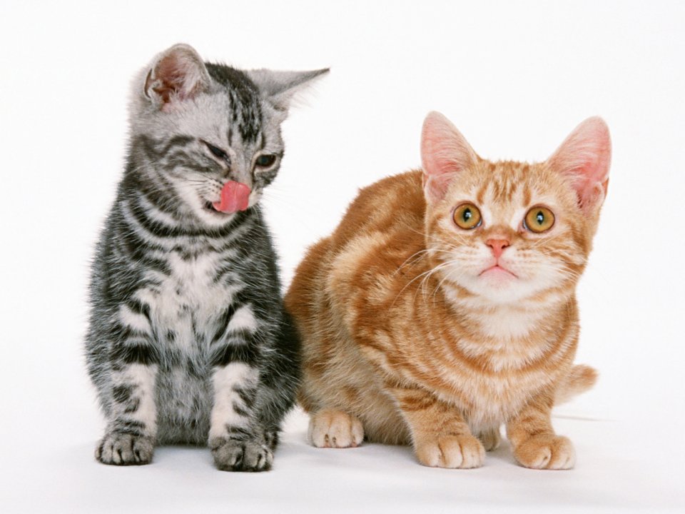 Two Cute Tabby Kittens Studio Photo White Background