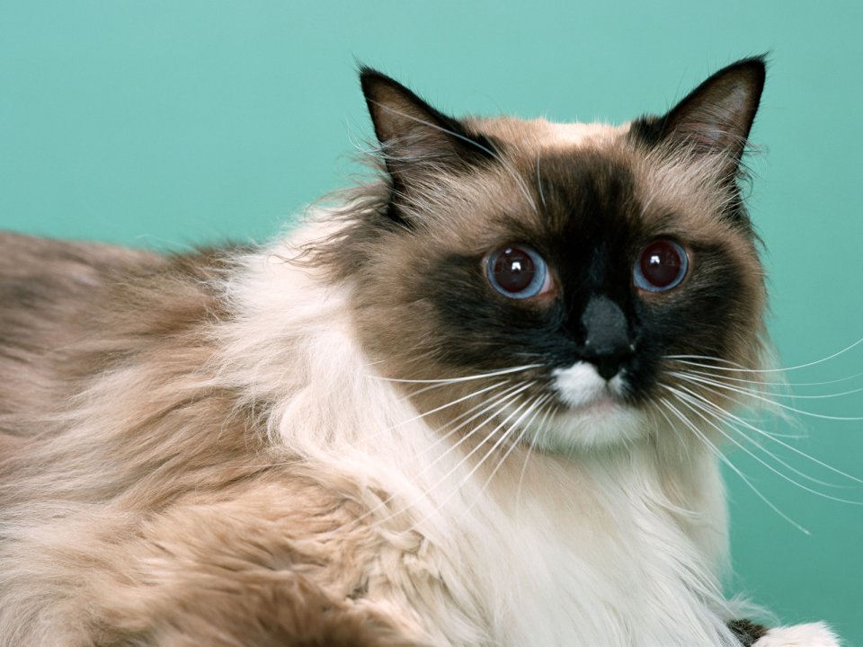 Birman Cat Blue Eyes Close Up Turquoise Background