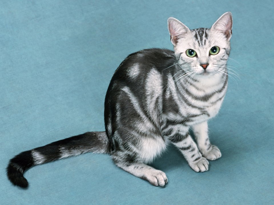 Silver Tabby American Shorthair Cat Portrait On Blue Background