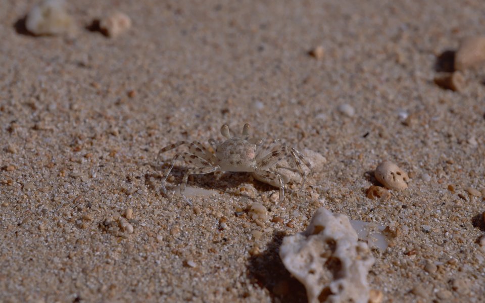 Japan Okinawa Beach Crab