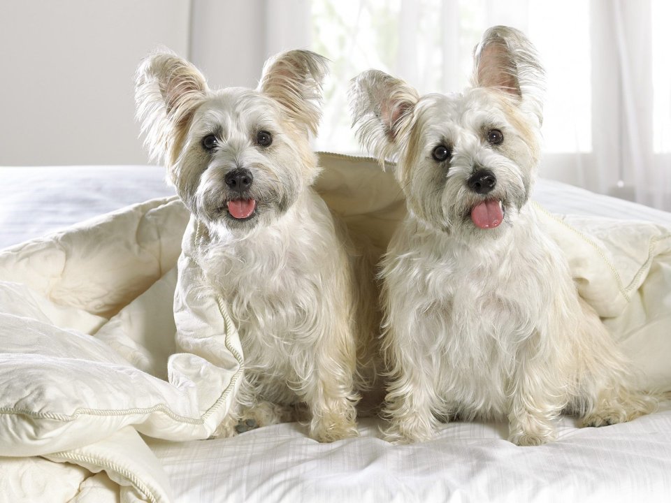 Two West Highland White Terriers On Bed