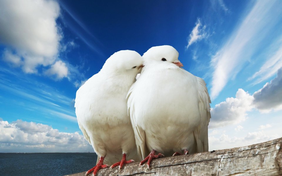 Loving White Doves Under Blue Sky