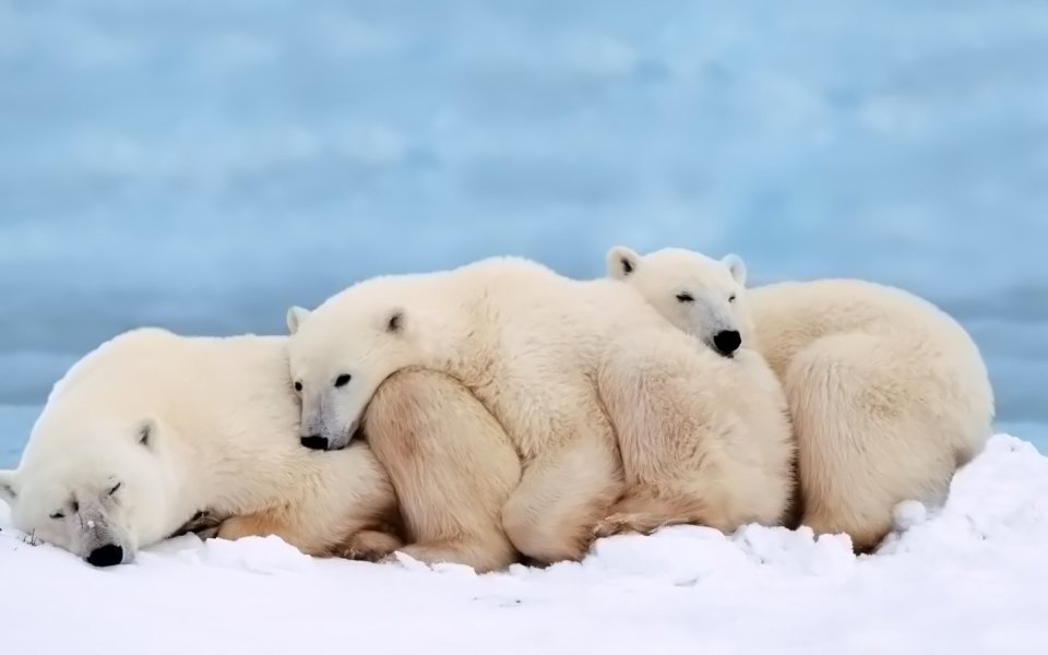 Polar Bears Sleeping Together In Snow