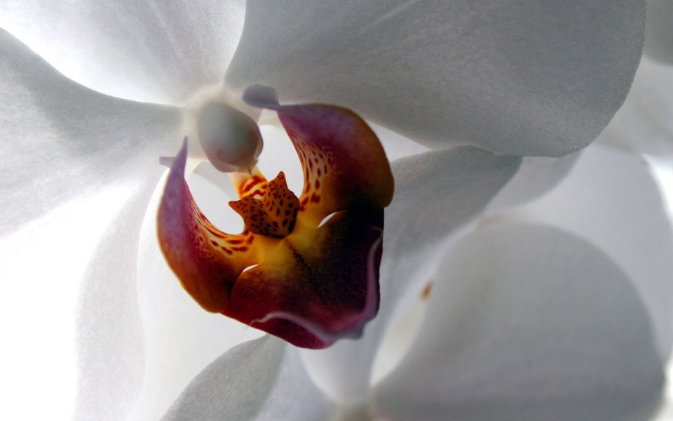 White Phalaenopsis Close Up Elegant Petals And Colorful Lip