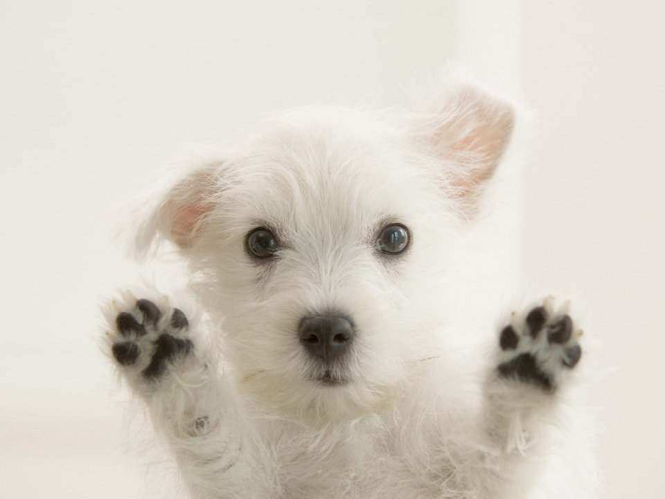 窗边的西高地白梗幼犬