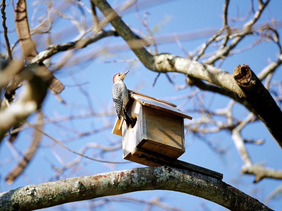 Woodpecker On A Wooden Birdhouse