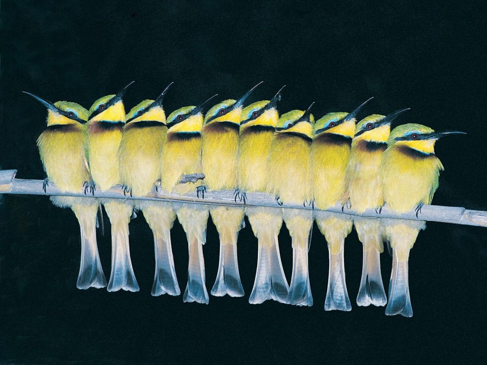 Yellow Bee Eaters On A Branch