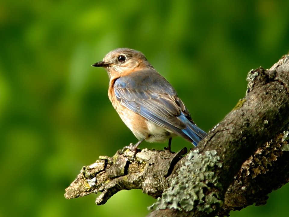 Eastern Bluebird Perched On Branch