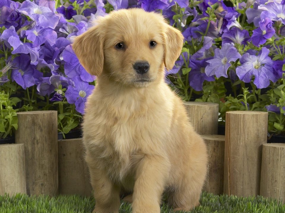 花园中可爱的黄色拉布拉多幼犬