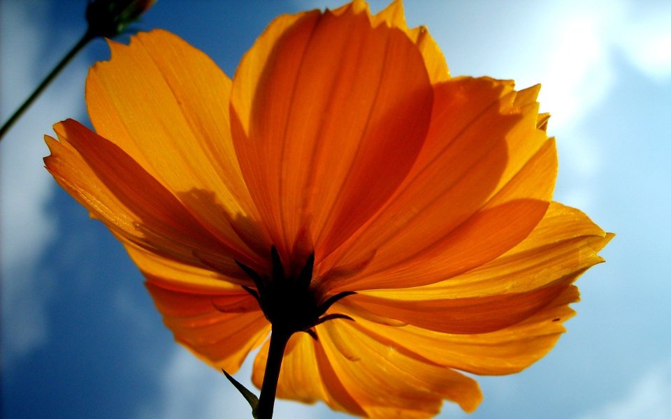 Yellow Flower Close Up Against Blue Sky