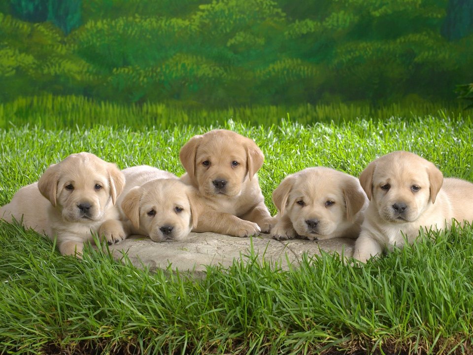 Cute Labrador Puppies On Grass