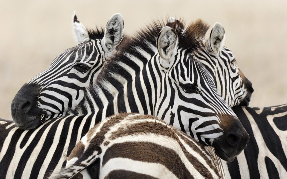 Zebras In The African Savanna