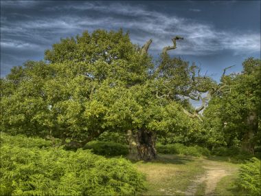 Ancient Oak Tree Fern Forest Landscape