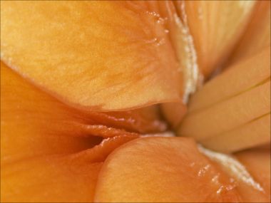 Orange Petal Macro Photography