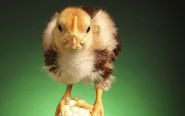 Cute Chick Standing On Corn