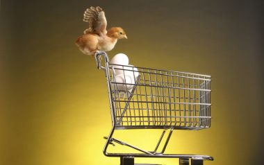 Chick On A Shopping Trolley With Eggs