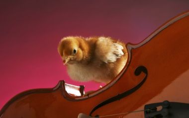 A Cute Chick On A Violin