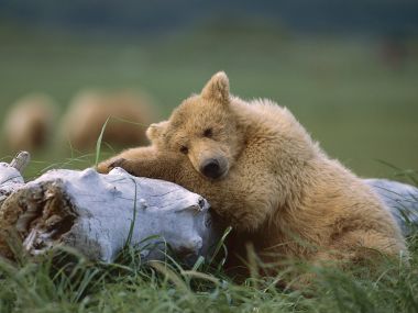 Sleeping Brown Bear Cub Katmai National Park