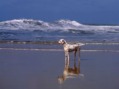 海滩上的达尔马提犬：海浪与蓝天间的宁静时光