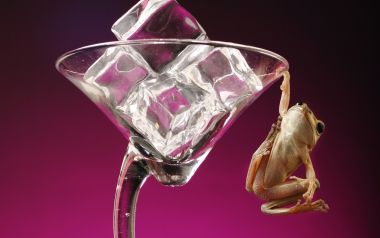 Cute Frog Holding On To A Martini Glass With Ice Cubes