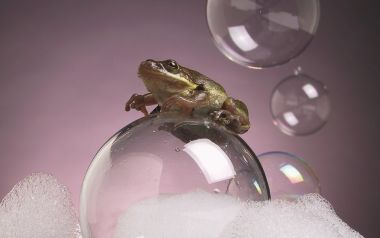 Frog Standing On A Bubble