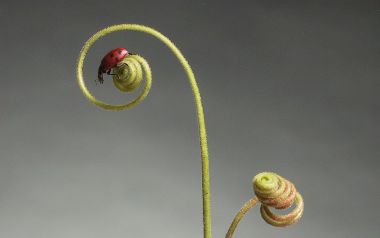 停留在卷须上的红点瓢虫
