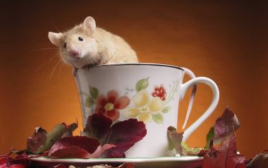 Mouse In A Teacup Autumn Vibe