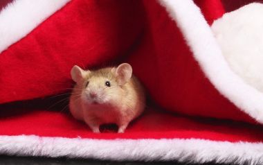 Mouse Hiding Inside A Santa Hat