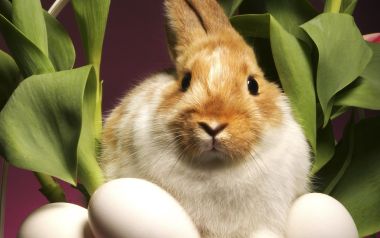 Cute Rabbit In Easter Flower Basket