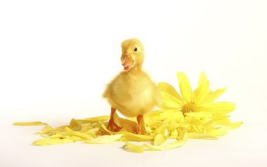 可爱黄色小鸭子与菊花花瓣