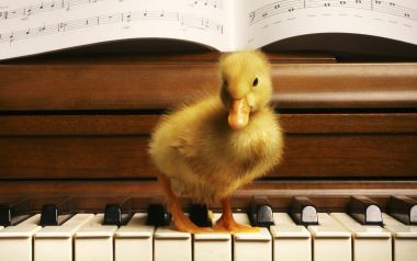 Yellow Duckling On A Piano