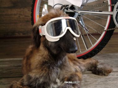 Afghan Hound: Elegant Canine Wallpapers