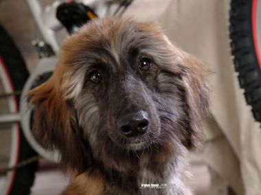 阿富汗猎犬特写肖像