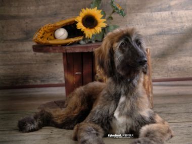 阿富汗猎犬与向日葵的温馨肖像