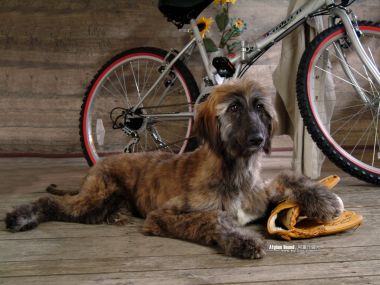 Afghan Hound With Bicycle And Baseball Glove