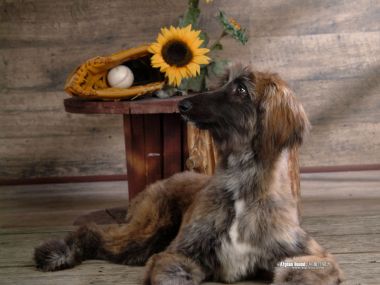 阿富汗猎犬与向日葵棒球主题摄影