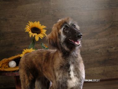 阿富汗猎犬与向日葵宠物摄影