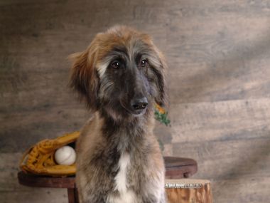 阿富汗猎犬与棒球手套