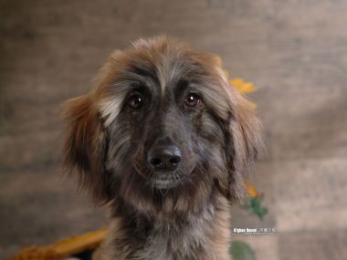 Afghan Hound Portrait Wallpaper