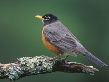 American Robin Louisville Kentucky Perched On Lichen Covered Branch