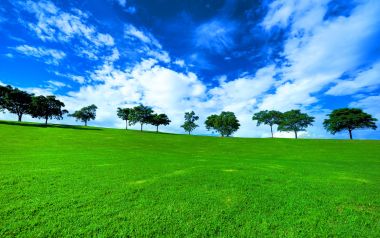 Australia Sydney Tree Line Nature Landscape