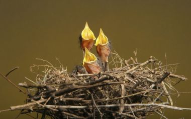Baby Birds In The Nest Waiting For Food