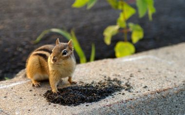 Backyard Chipmunk Eating Sunflower Seeds Realistic Photo