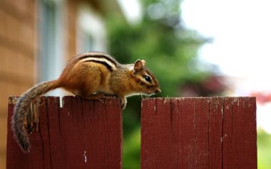 Chipmunk On Red Wood Fence In Backyard