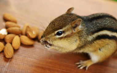 Cute Backyard Chipmunk With Almond Nuts Closeup Photo