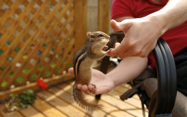 Backyard Patio Feeding Chipmunk Warm Realistic Photo