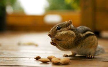 Backyard Chipmunks: Nature's Tiny Foragers
