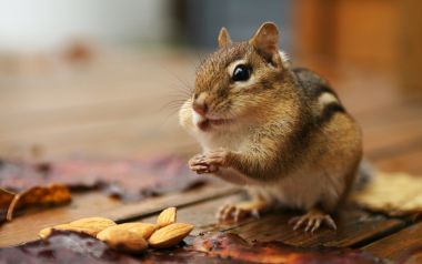 Cute Chipmunk Eating Almonds Backyard Closeup