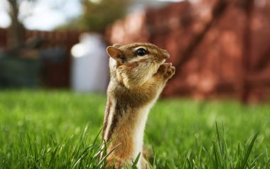 Cute Chipmunk Standing On Backyard Green Lawn Closeup