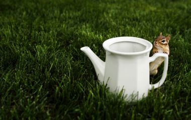 Cute Chipmunk Peeking Behind White Teapot On Green Lawn